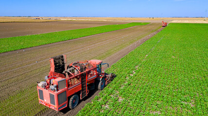 Aerial view of combine, harvester machine harvest ripe sugar beet
