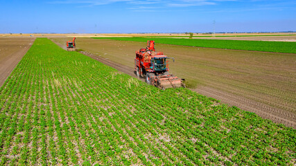 Aerial view of combine, harvester machine harvest ripe sugar beet
