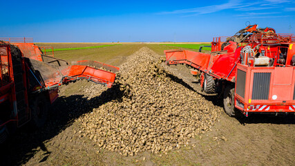 Aerial view of two harvesters are unloading together ripe sugar beet