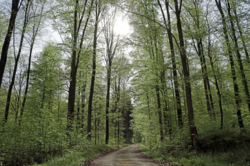 Fototapeta premium path in the forest