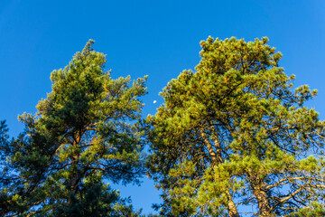 Morning moon between coniferous trees in bright blue sky. Sun illuminates tree crowns