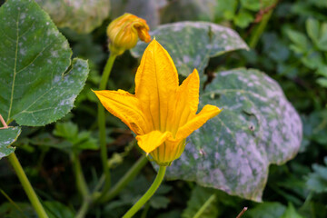 Pumpkin flower blooming among leaves. Unopened bud visible