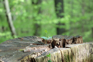 tree trunk with moss