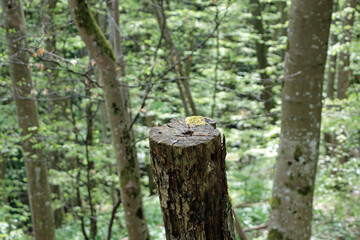 Obraz premium trunk of a birch