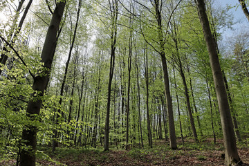 forest in spring