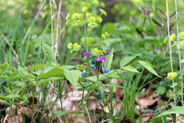 flowers in the forest