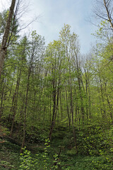 forest in spring