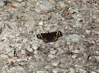 butterfly on the ground