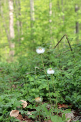 flower in the forest