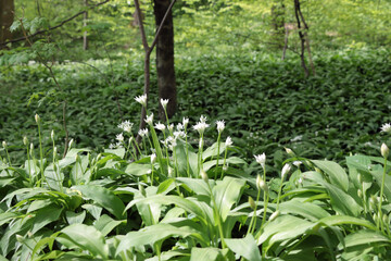 garlic in the woods