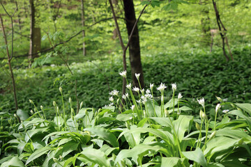 spring in the forest