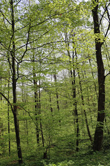 spring in the forest