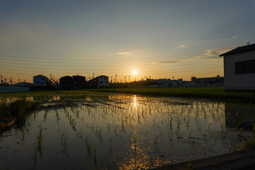 Fototapeta premium View of dusk time in paddy field of farmland,sunlight