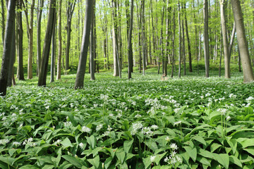 wild garlic in the woods