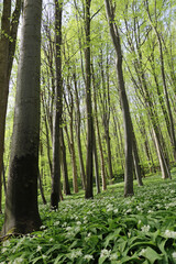green forest in the morning