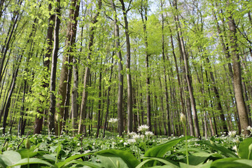 wild garlic in the forrest