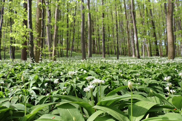 wild garlic in the woods
