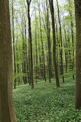 footpath in the woods