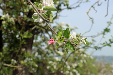 cherry blossom in spring