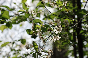 blossoming tree
