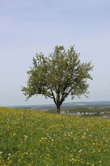 tree in the field