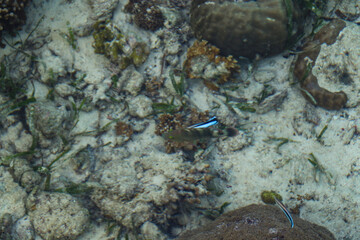 coral reef with fish