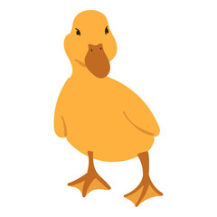 Duck Animal Illustration