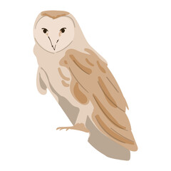 Owl Animal Illustration