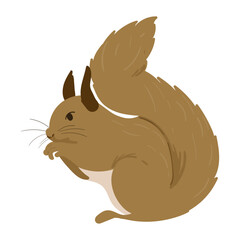 Squirrel Animal Illustration