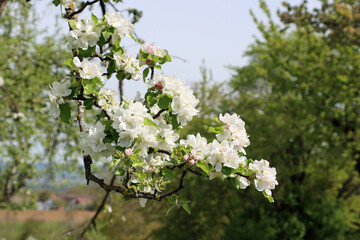 tree blossom
