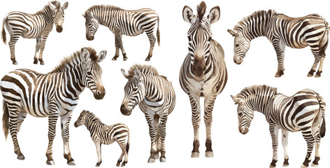 zebra watercolor clipart © dian's