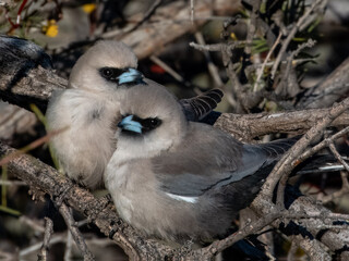 Black-faced Woodswallow - Artamus cinereus
