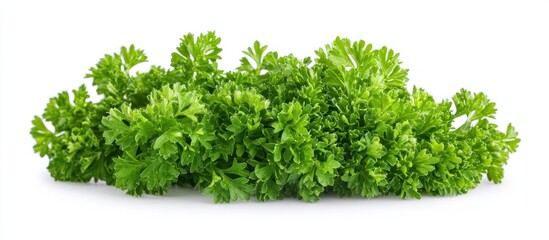 Obraz premium Fresh Green Parsley on White Background