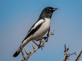Obraz premium Pied Honeyeater - Certhionyx variegatus in Australia