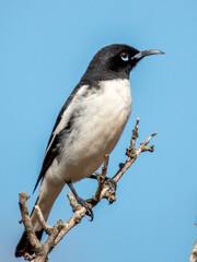 Pied Honeyeater - Certhionyx variegatus in Australia
