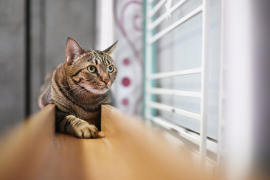 Tabby Cat staring at prey