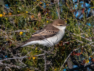 White-winged Triller - Lalage tricolor in Australia