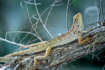 Lizard clinging to a tree