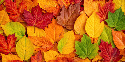 Colorful Autumn Leaves Background