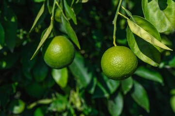 Unripe green oranges on a tree