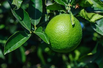 Close-up of oranges growing on tree