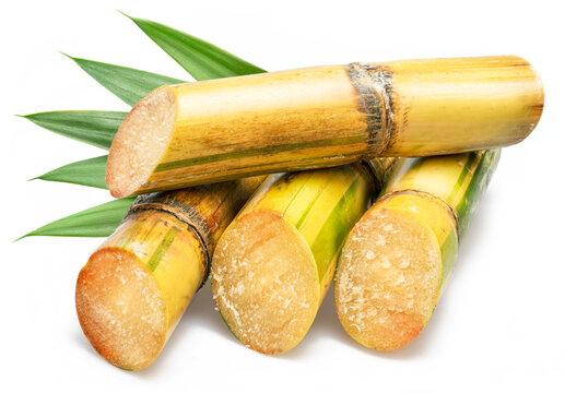 Sugarcane cuts and green plant leaves isolated on white background.