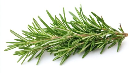 Fresh Rosemary Sprig on White Background