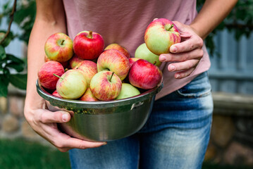 Young woman holding bowl full of apples in fruit orchard. Apple harvest and picking.