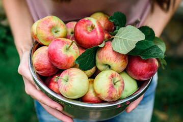 Young woman holding bowl full of apples in fruit orchard. Apple harvest and picking.