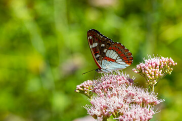 a butterfly with a wonderfully colored wingtip, White Admiral,Limenitis reducta, 