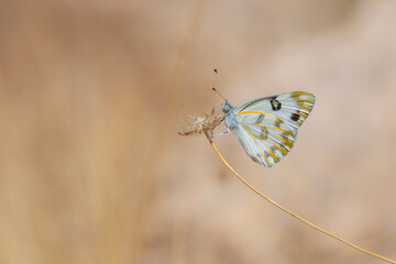 white butterfly on dry grass, Desert White, Pontia glauconome