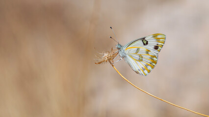 white butterfly on dry grass, Desert White, Pontia glauconome