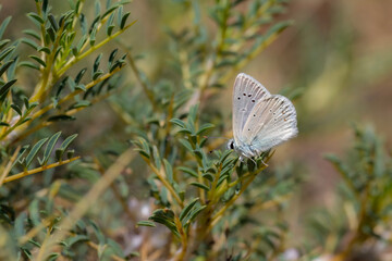 pale butterfly with light blue wings, Polyommatus isauricus
