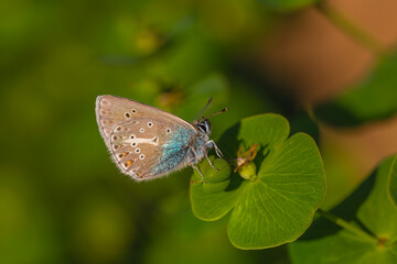 tiny butterfly on green plant, Geranium Argus, Polyommatus eumedon	